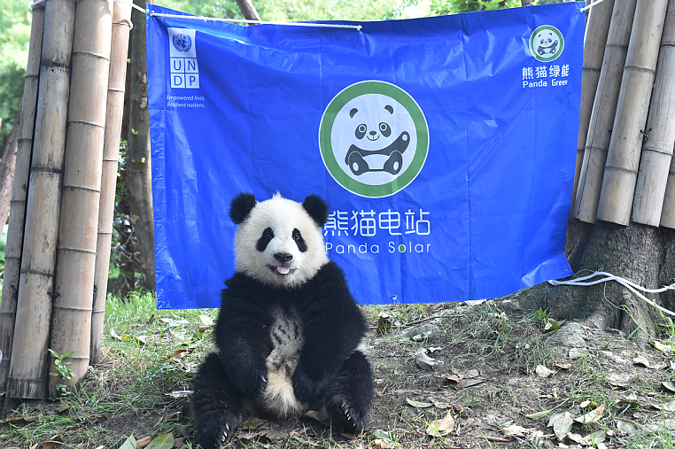 大同熊猫电站正式投入运营 多元引领可持续发