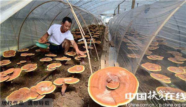 La culture de Ganoderma Lucidium en serre contribue à l'augmentation des  revenus des agriculteurs et éleveurs de Bomê_China Tibet Online
