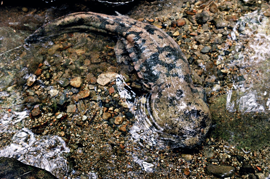 chinese giant salamander amphibian