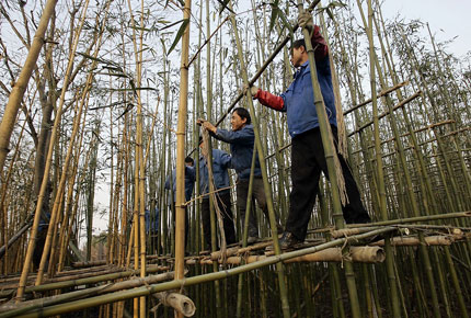 Workers create a bamboo grove at the Shanghai Wildlife Park in Pudong New Area Thursday, in preparation for the arrival of 10 pandas from southwestern China's Sichuan Province to celebrate the 2010 World Expo. 