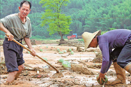 Farmers in Gengwei, a village in northern Fujian province, work on their mud-coated watermelon fields after severe landslides on June 18. 