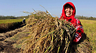 A farmer shows the harvested paddy rice in Xizhangxia Village of Lianyungang City, east China's Jiangsu Province, Oct. 5, 2013.