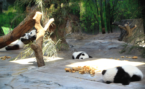 Third panda triplet joins siblings and mother