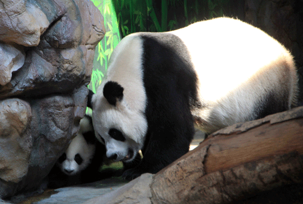 Third panda triplet joins siblings and mother