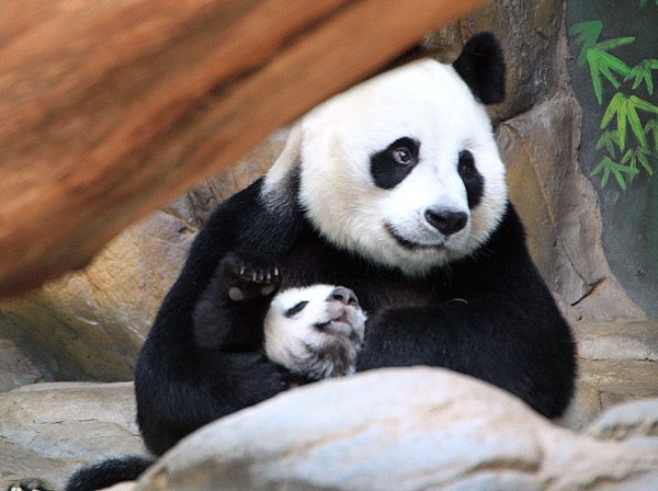 Third panda triplet joins siblings and mother