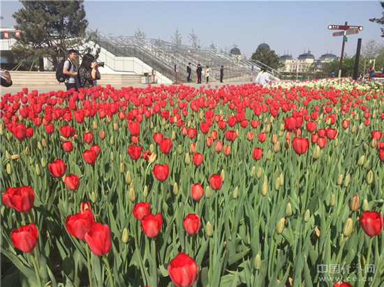 图为唐山世园会广场上的郁金香。中国经济网记者杨淼摄