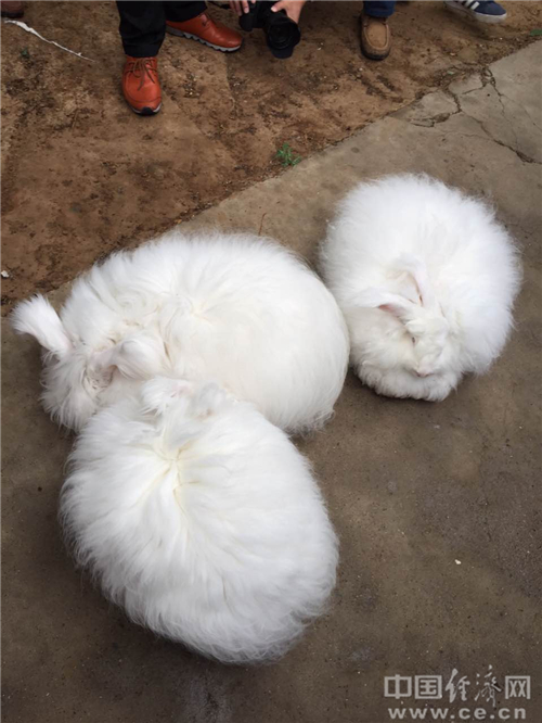 图为村民向记者展示长毛兔。中国经济网记者杨淼摄 图为村民向记者展示长毛兔。中国经济网记者杨淼摄