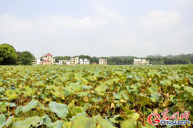 【网络媒体走转改】千亩蔬菜“造血” 兴国脱贫转型记