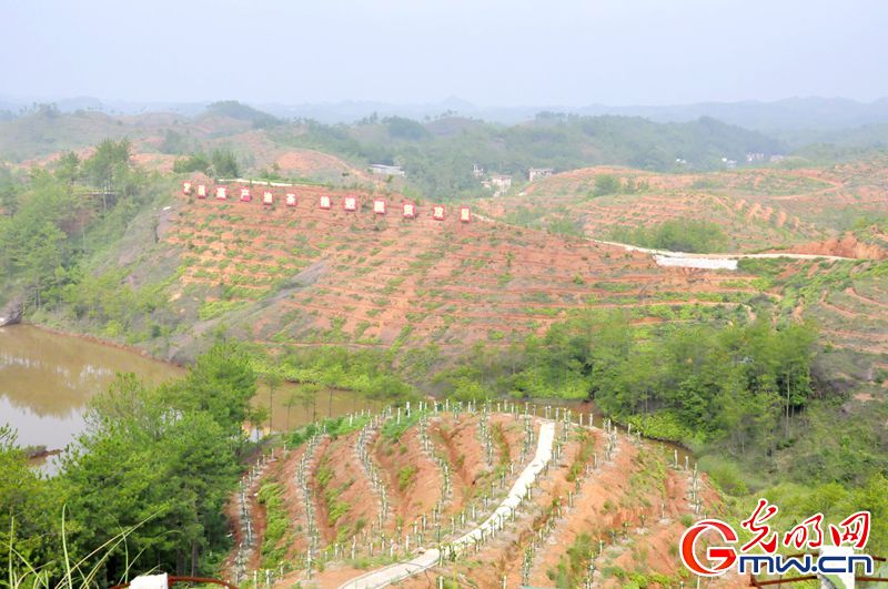 【网络媒体走转改】千亩蔬菜“造血” 兴国脱贫转型记