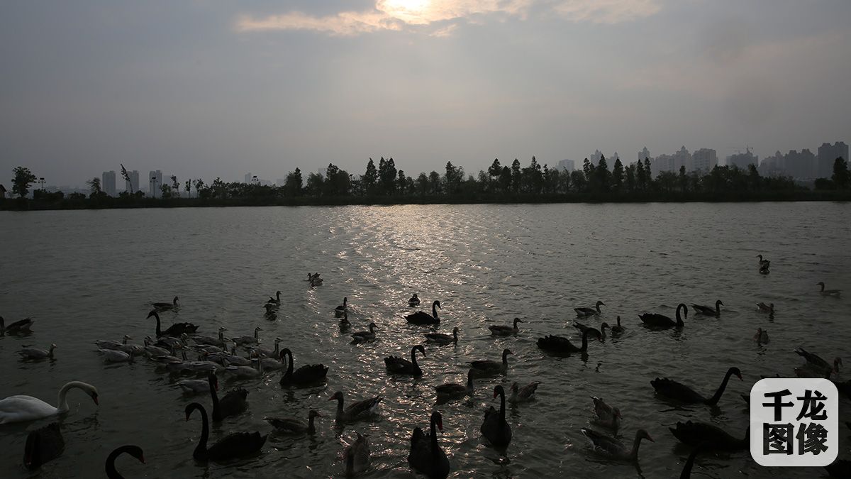 （5）南昌高新区推进绿化建设，完成了174万平方米艾溪湖湿地中心建设，让科技、生态两不误。图为艾溪湖湿地公园内的天鹅湖景色（8月26日摄）。