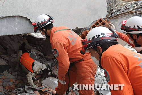 　5月18日，北京消防救援队员利用救援犬在北川县城的废墟中搜救。当日，在汶川地震重灾区北川，解放军、武警官兵和预备役救援人员一起冒着危险，继续在废墟里搜救并进行清理工作。