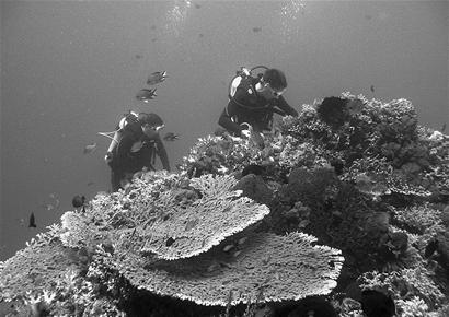 图文：珊瑚礁遭气候变化威胁严重