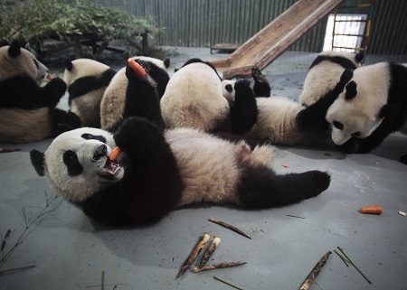 世博熊猫做代言 将住 豪宅 享受大使待遇(图) --