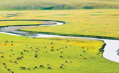 内蒙古实施退耕还草工程后，呼伦贝尔草原得到有效保护，莫日根河附近草场牛羊成群。刘兆明摄（人民图片） 