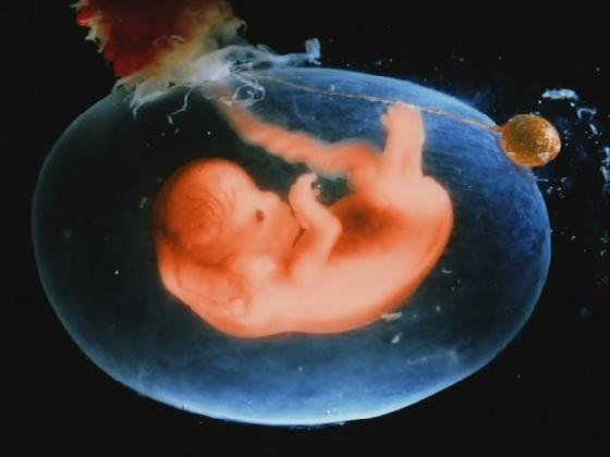 英研究称胎儿24周内 无痛感 堕胎不会让其痛苦