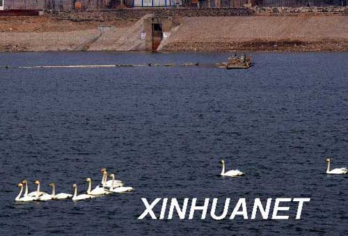组图：北京永定河段水质明显改善 吸引大量白天鹅