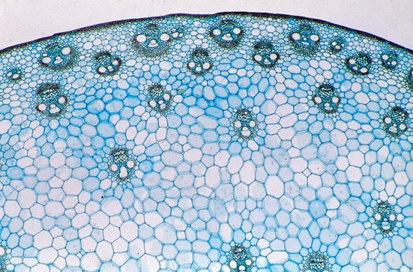 显微镜下的秘密世界:人类卵子精子显微照_中国