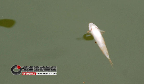 湖南环保厅:湘江水质未超标 死鱼事件原因待查