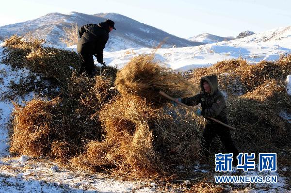 11月28日，科右前旗满族屯满族乡蒙古族牧民包锁柱（左）和妻子从积雪下面翻草