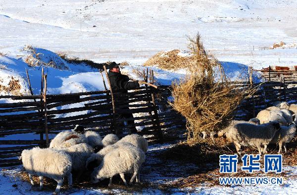 11月28日，科右前旗满族屯满族乡蒙古族牧民包锁柱正在为羊群添草