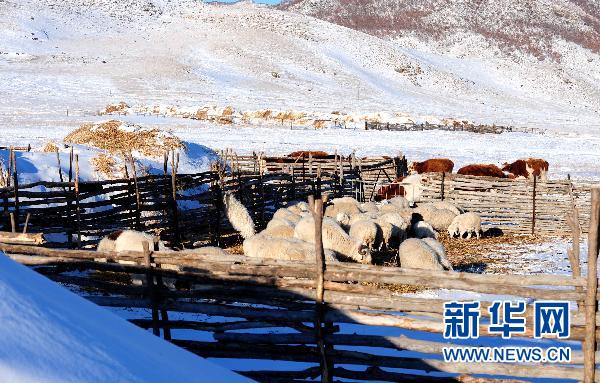 这是科右前旗满族屯满族乡一户牧民被大雪覆盖的草场和圈养的牛羊
