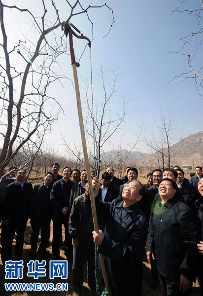 4月3日，温家宝在位于黄河岸边的兴县高家村镇张家湾村旁的枣林为枣树剪枝条。 新华社记者 李涛 摄