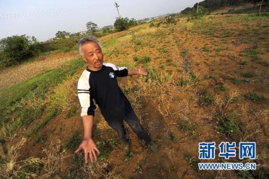 湖北省孝昌县花西乡幸光村二组的黄胜华家里的油菜由于干旱几乎绝收(5月3日摄)。