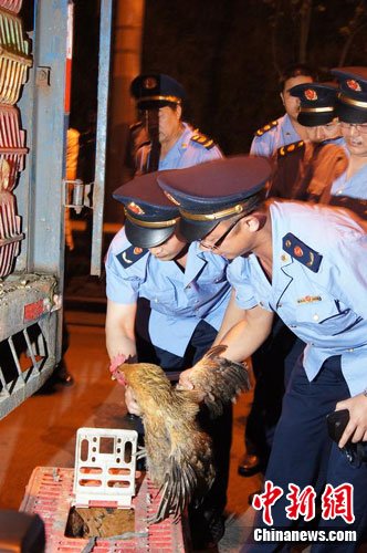 　　5月8日凌晨，重庆市工商局执法人员在该市包茂高速巴南收费站对贩运活鸡鸭来渝的经营户进行检查。中新网发 张燕 摄