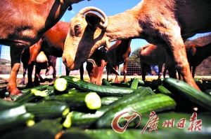 5月31日，西班牙南部马拉加的一处农场，滞销的黄瓜成为山羊的口粮