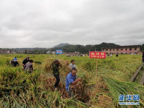 袁隆平亩产900公斤攻关试验田收割测产