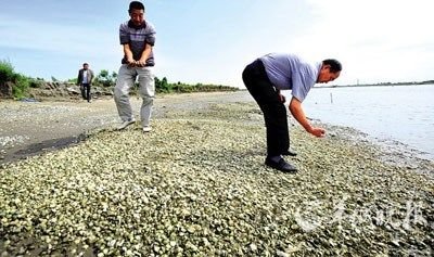 广东近海多种海鲜重金属超标 生蚝铜超标740倍