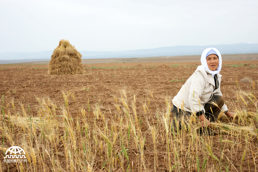 《收割》 摄影：黑明 拍摄地点：宁夏同心县 因为干旱，马兴兰家往年齐腰的麦子今年长的异常矮小和稀疏，欠收基本已成定局。在自然条件恶劣的窑山乡，为了维持生计，她今年还是坚持种了30亩麦子。女儿马吉暑期专门上北京报考博士，顺利的话，将是整个镇上的第一位博士生。马兴兰说，女儿是她这辈子最大的骄傲。 
