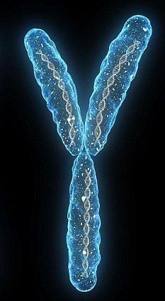 新研究否认男人绝种论:Y染色体功能依然强大_