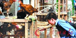 伊朗鸡肉价格大涨三倍 警方忧吃鸡引仇富_中国