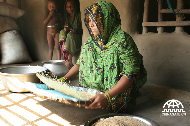 在西孟加拉邦，稻米是最主要的粮食。刚刚收获的水稻，经过脱谷加工，就成了人们一整年的粮食。