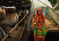 在孟加拉，气候变化是导致贫困的主要因素之一。Saliha Khatun（47岁）失去了她所有的一切，包括房子，养殖场。她唯一能做的就是把几头牲畜救了下来。她现在彻底破产了，住在塑料棚里，还得给牲畜多腾点地方。