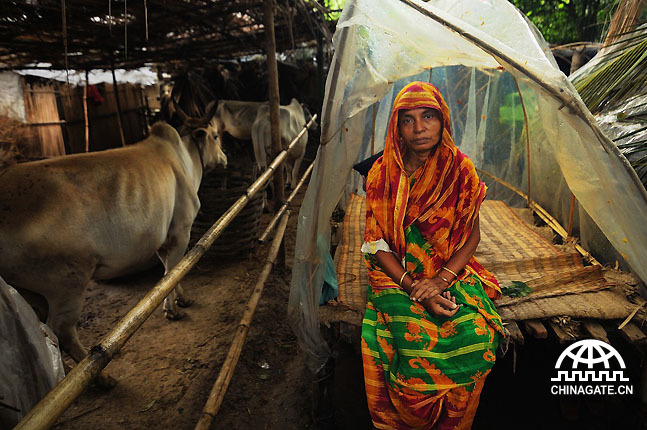 在孟加拉，气候变化是导致贫困的主要因素之一。Saliha Khatun（47岁）失去了她所有的一切，包括房子，养殖场。她唯一能做的就是把几头牲畜救了下来。她现在彻底破产了，住在塑料棚里，还得给牲畜多腾点地方。