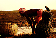 一千多名渔夫和妇女世世代代生活在马尤勒克西河边，用他们自制的渔网和鱼篓捕鱼为生。他们终日劳作，有时候一天的收获却只有三四十卢比，还不到一美元。