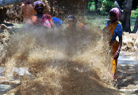 当地部落的妇女在农场给稻米脱谷。虽然政府为他们安排了很多资助计划，但是因为当地人对教育的抗拒，他们的生活基本上没什么起色。