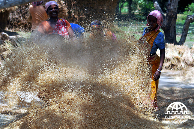 当地部落的妇女在农场给稻米脱谷。虽然政府为他们安排了很多资助计划，但是因为当地人对教育的抗拒，他们的生活基本上没什么起色。