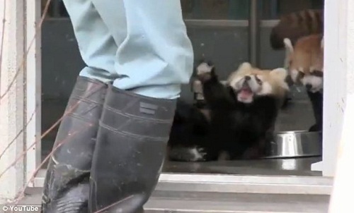 小熊猫宝宝被突然出现的动物园饲养员吓坏，表情夸张的四脚朝天倒在地上