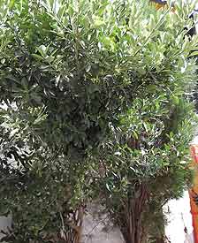 在整个盲校里，我最不喜欢的就是这棵树。虽然它的茂盛给盲校增添了一丝丝生气，但是到了秋天的时候，扫落叶成了我最烦恼的事情。秋天是那么的长，落叶没完没了的落，让我都心生烦意了。