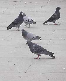 今天我来到了布达拉宫广场，在宽广的广场上我听到了很多很多人的声音，当我转到广场的一角，我听到了鸽子的咕咕声，忍不住内心对鸽子的喜爱，我立刻拿起了相机拍下了这群鸽子，留下了永恒的瞬间。