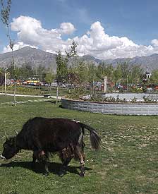 出生在安多的我，从小在草原上放牛，与牦牛玩耍；那天在林卡（公园）遇到它，感觉很亲切，让我想起了小时候的一切，它承载了我美好童年的快乐时光。