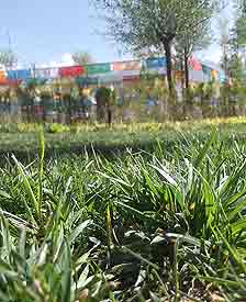 每当来到草地上，我都会十分放松，抛开烦恼，躺下来呼吸新鲜空气，听着鸟儿悦耳的声音，对我来说是一种非常好的放松方式。于是我躺下来拍了这张照片，你也赶紧闭上眼跟我一起躺下来吧。