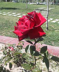 我走近并触摸了这朵盛开的花，碰到了它最柔软的花蕊，我的心也随之柔软，而它放射状的花瓣如同太阳光向外发散，照亮了整个世界。