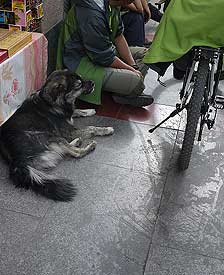 在拉萨，到处可以听到清脆悦耳的丁铃丁铃，这是各色小狗在大街小巷自由的穿行。我们都是自然的一部分，这种和谐，才是应有的场景。