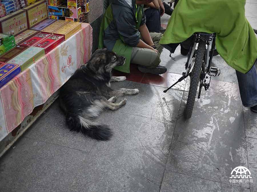 拍摄者：傅高山 在拉萨，到处可以听到清脆悦耳的丁铃丁铃，这是各色小狗在大街小巷自由的穿行。我们都是自然的一部分，这种和谐，才是应有的场景。