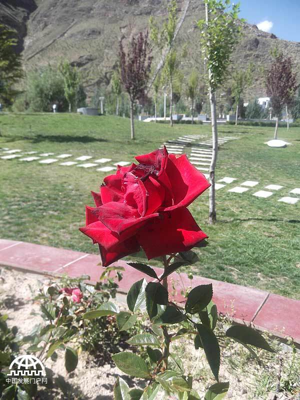 拍摄者：下培 我走近并触摸了这朵盛开的花，碰到了它最柔软的花蕊，我的心也随之柔软，而它放射状的花瓣如同太阳光向外发散，照亮了整个世界。