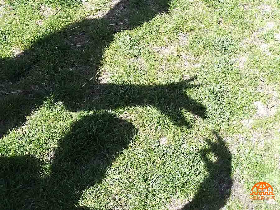 拍摄者：边巴顿珠 说到手影，想必大家都对这个游戏十分熟悉。那天中午我们盲校的伙伴们去了市区郊外的公园，当天艳阳高照，于是我们在草地上玩起了这个童年时的游戏。贡布哥说做了狼狗的摸样，次仁说做出了兔子的模样。我们一起玩的很开心，仿佛又回到了童年。